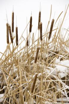 Royalty Free Photo of Cattail Plants in Snow