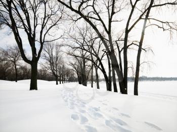 Royalty Free Photo of a Snow Covered Trail with Footprints at Park in Minneapolis, Minnesota