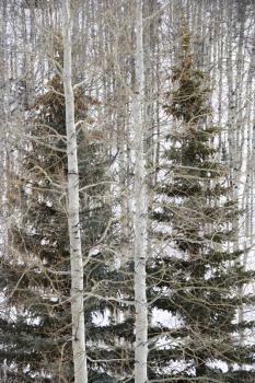 Royalty Free Photo of Evergreen Trees in a Bare Winter Forest with Snow Covered Ground