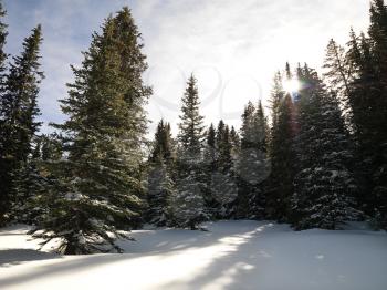 Royalty Free Photo of a Snowy Landscape With Trees