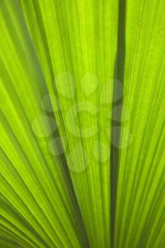 Royalty Free Photo of a Close-up of a Plant Leaf Detail, Daintree Rainforest, Australia