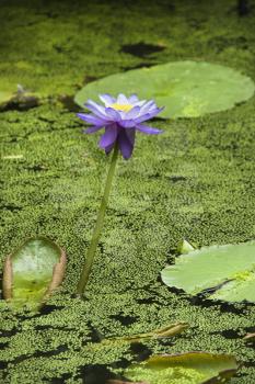 Royalty Free Photo of a Blooming Purple Water Lily, Australia