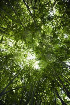Royalty Free Photo of a Green Bamboo Forest in Maui, Hawaii