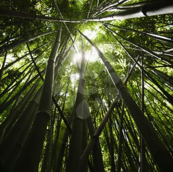 Royalty Free Photo of a Low Angle View of a Bamboo Forest in Maui, Hawaii