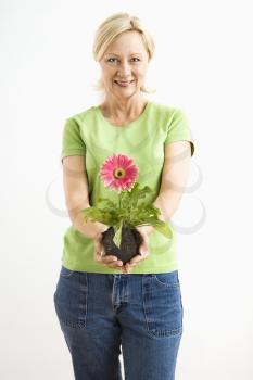 Royalty Free Photo of a Woman Standing Holding a Pink Gerber Daisy Plant