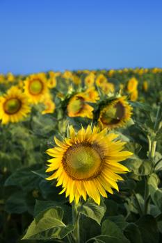 A field of sunflowers in Tuscany, with a bright blue sky as a background. Vertical shot.