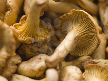 Royalty Free Photo of Fresh Girolle Mushrooms