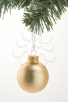 Royalty Free Photo of a Christmas Decoration on a Tree