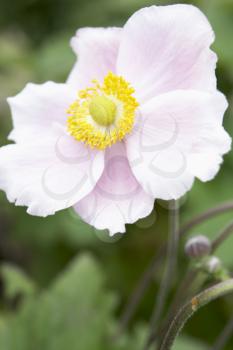 Royalty Free Photo of a Japanese Anemone