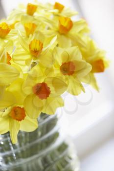 Royalty Free Photo of a Bouquet of Daffodils
