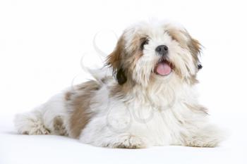 Lhasa Apso Dog Lying Down