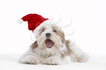 Royalty Free Photo of a Lhasa Apso Wearing a Santa Hat