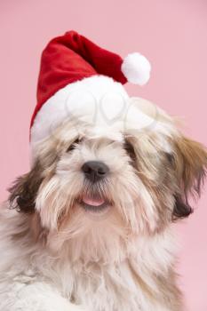 Royalty Free Photo of a Lhasa Apso in a Santa Hat