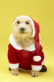 Royalty Free Photo of a Dog in a Santa Suit