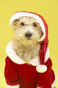 Royalty Free Photo of a Small Dog in a Santa Suit