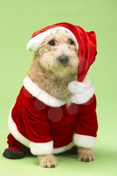 Royalty Free Photo of a Small Dog in a Santa Suit