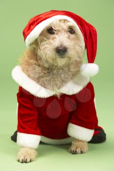 Royalty Free Photo of a Small Dog in a Santa Suit