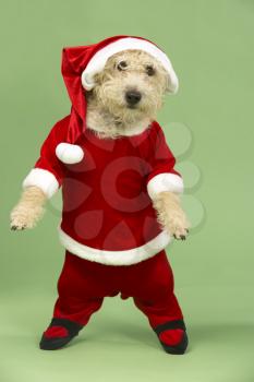 Royalty Free Photo of a Small Dog in a Santa Suit