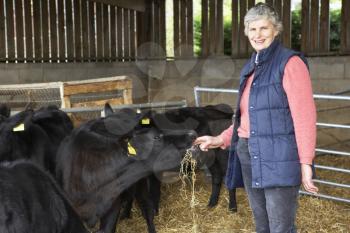 Royalty Free Photo of a Farmer Feeding Cattle