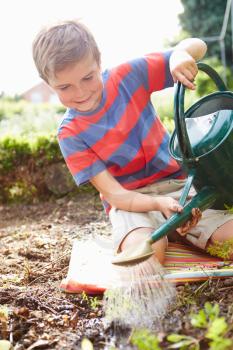 Boy Watering Seedlings In Ground On Allotment