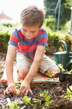 Boy Planting Seedlings In Ground On Allotment