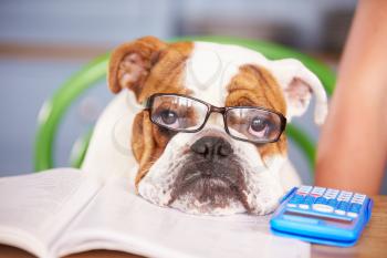 Sad Looking British Bulldog Pretending To Be Businessman