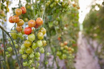 Organic Tomato Plants Growing In Greenhouse