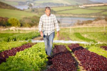 Farmer Checking Organic Salad Leaves On Farm