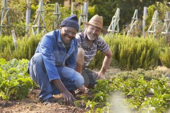 Portrait Of Two Men Working Together On Community Allotment