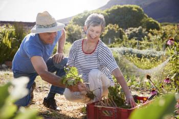 Mature Couple Harvesting Beetroot On Community Allotment