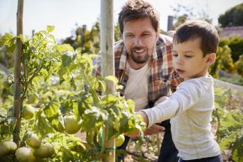 Father And Son Looking At Tomatoes Growing On Allotment