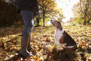 Close Up Of Dog Being Taken For Walk In Autumn Woodland