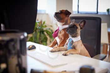 French Bulldog And Bulldog Puppy Dressed As Businessmen Sitting At Desk Looking At Computer