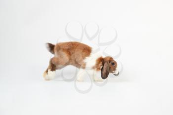Studio Portrait Of Miniature Brown And White Flop Eared Rabbit Hopping Across White Background