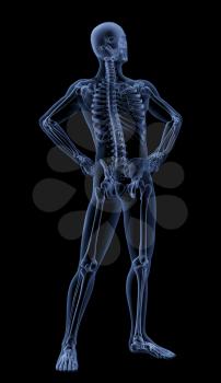 3D render of a male medical skeleton in a standing pose
