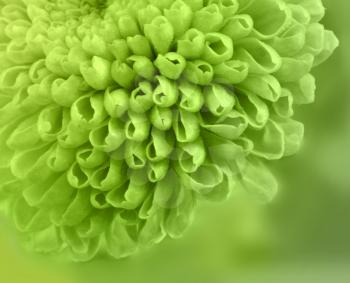 Extreme close up shot of a green flower