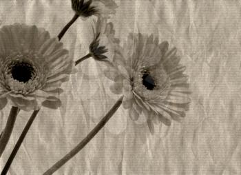 Royalty Free Photo of a Grunge Background With Daisies
