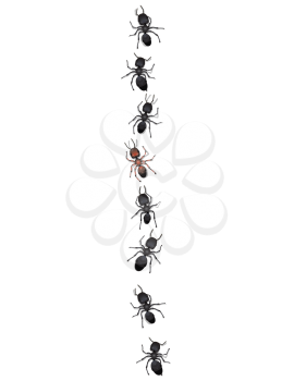 Royalty Free Clipart Image of a Row of Ants