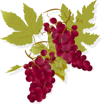 Realistic red grapes and leafs, gradient mesh illustration