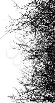 Dry bush silhouettes over white background