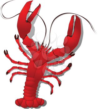 Red lobster detailed illustration, isolated objects on white background