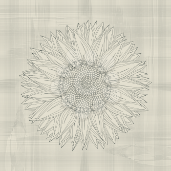 Sunflower grunge sketch, abstract art