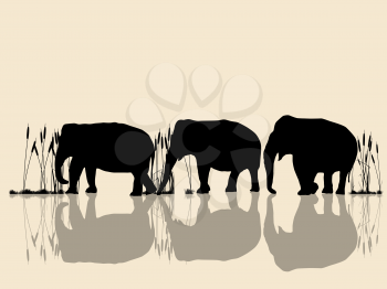 Background  illustration with wild elephants in the water