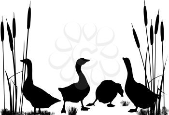 Goose and ducks silhouettes over white background
