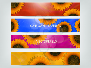 Vector web design banners with sunflowers, vector illustration