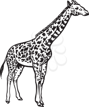 Giraffes Clipart