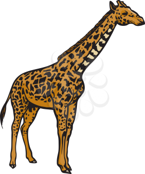 Giraffes Clipart