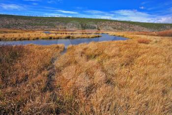 Royalty Free Photo of Yellow Autumn Grass in Yellowstone Park