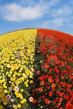 Royalty Free Photo of a Field of Flowers