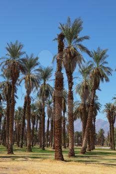 Palm grove in the oasis in Death Valley